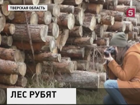Активисты ОНФ проверили сообщения о незаконной вырубке леса в Тверской области