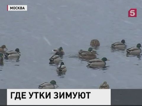 Экологи Москвы пересчитывают птиц