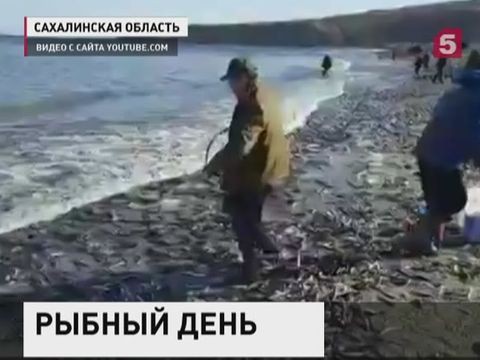 Сахалинцы начали собирать подошедшую на нерест мойву ведрами
