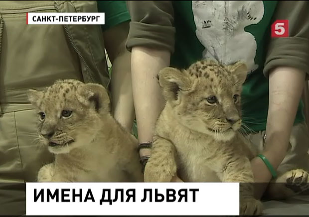 Африканские львы из Ленинградского зоопарка впервые стали родителями