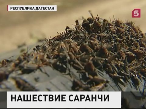 В Дагестане борются с нашествием саранчи