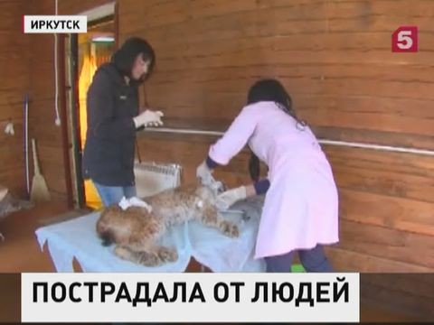 В Иркутске спасают рысь, замученную хозяевами