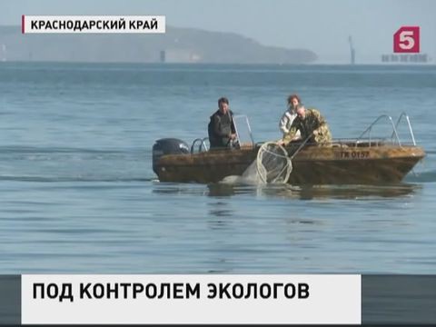 Строительство Керченского моста не навредит экосистеме полуострова