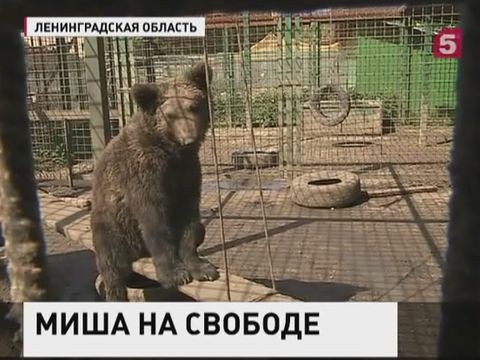 В Ленинградской области ищут гималайского медведя