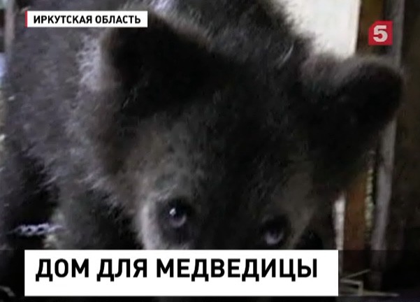 В Иркутской области ищут дом для 4-месячного медвежонка