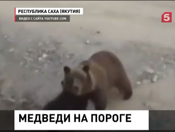 В Якутии двое рабочих едва не стали жертвой разъяренной медведицы