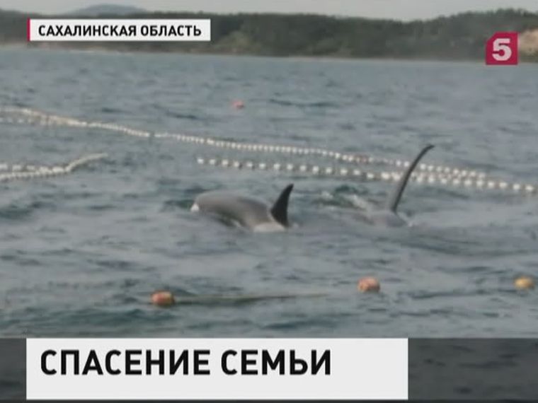 На Сахалине рыбаки спасли попавших в сети китов