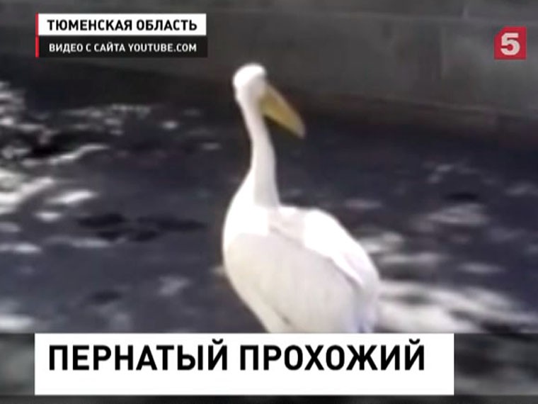 В Тюмени горожане помогли дрессировщикам найти  пеликана