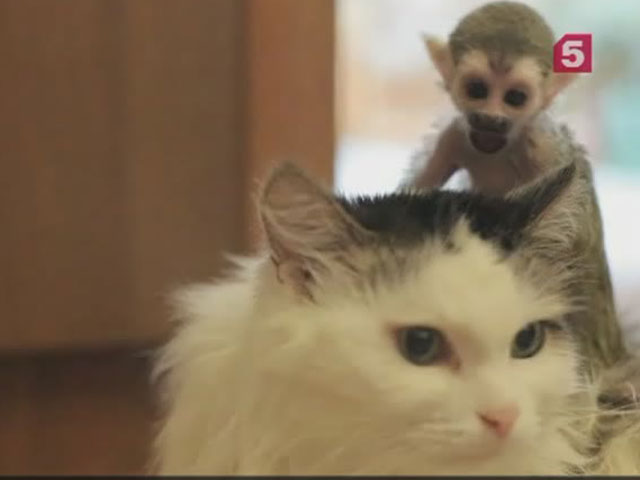 В Тюмени сибирская кошка заменила родителей детенышу обезьяны