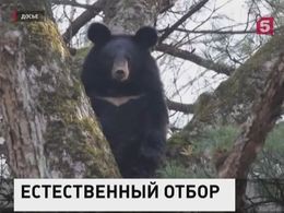 В России обновят Красную книгу В России обновят Красную книгу