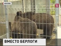 Пойманных в Москве медвежат взяли на довольствие власти Пойманных в Москве медвежат взяли на довольствие власти