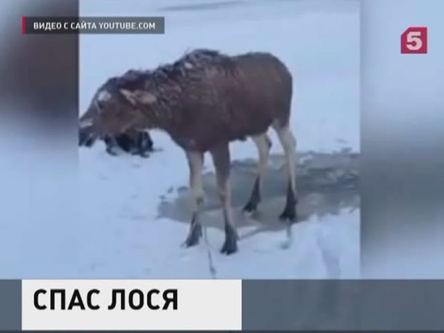 В Алтайском крае любитель зимней рыбалки спас молодого лося
