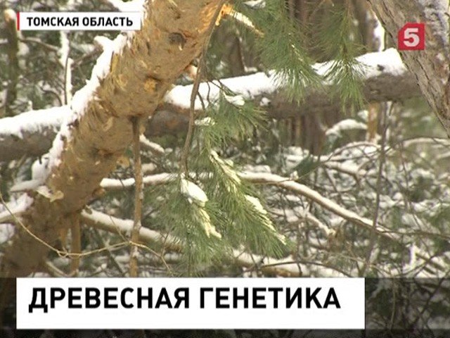 В Томске опробуют метод ДНК-анализа древесины в борьбе с «черными лесорубами»