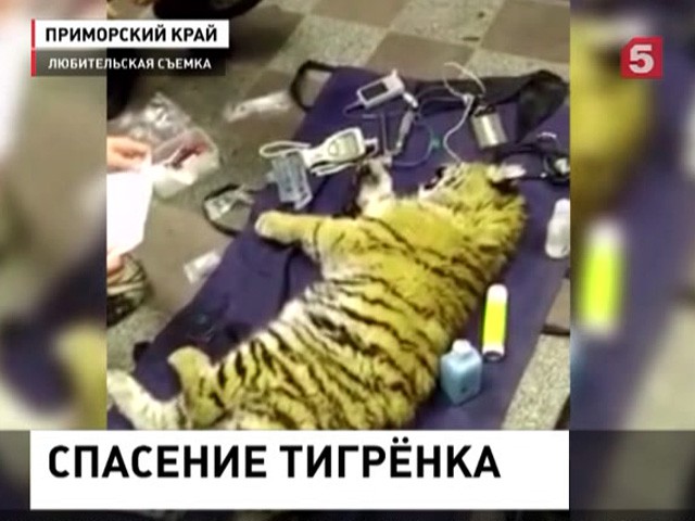 В Приморском крае спасают тигрёнка