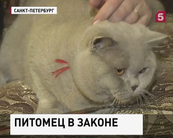 Власти Москвы хотят ввести лицензию для заводчиков домашних животных