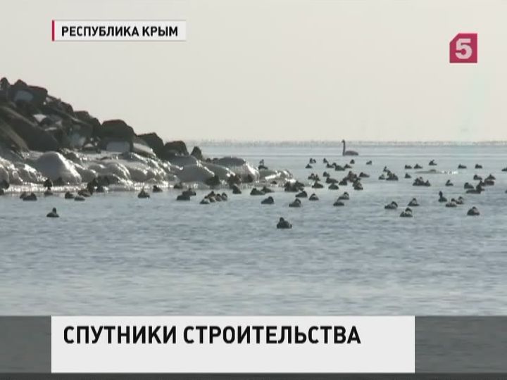 В районе стройки Крымского моста наблюдается рост численности дельфинов
