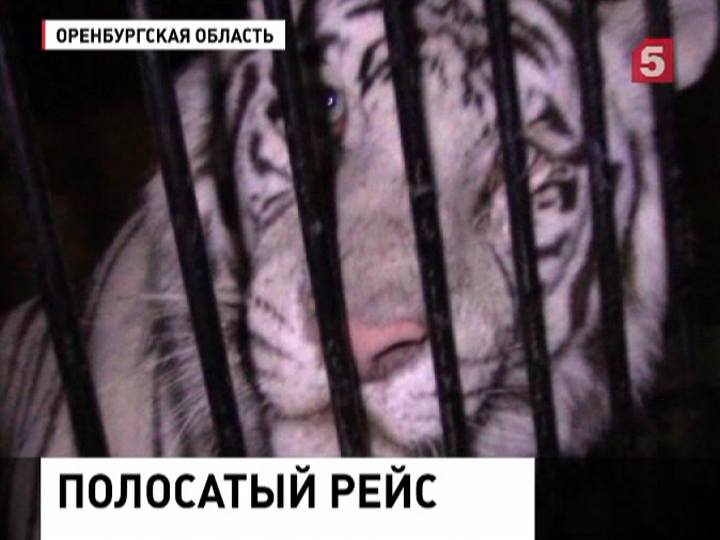 Попавшие в ДТП тигры спасены и едут в Уфу