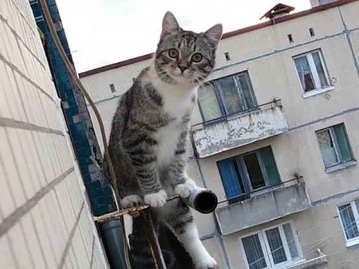 В Омске первоклассник упал с балкона 5 этажа, спасая кота