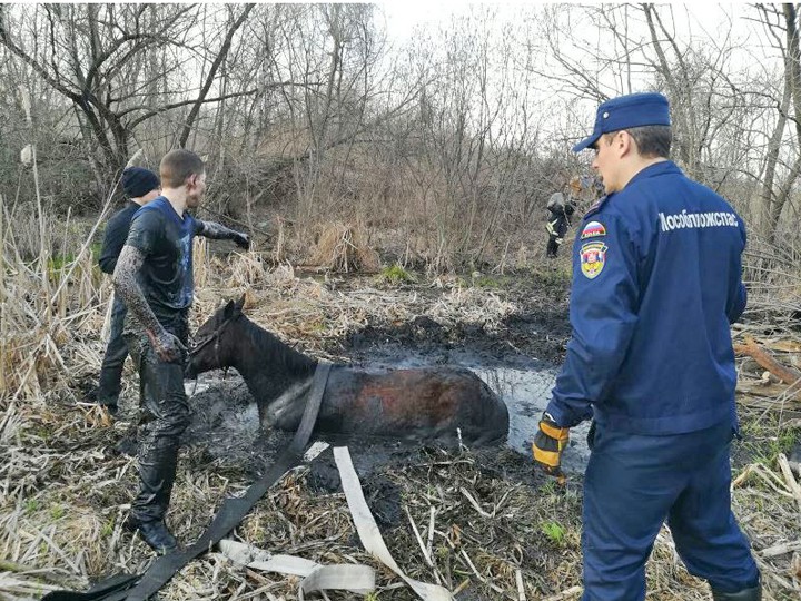 Московские спасатели вытащили лошадь из болота ВИДЕО
