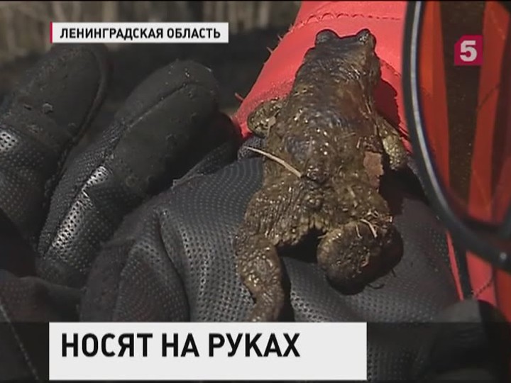 В Петербурге жаб носят на руках