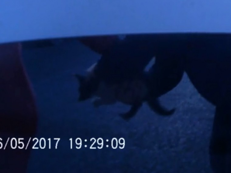 Спасли перепуганного котенка, который забрался под капот машины, автомобилисты в Ленинградской области