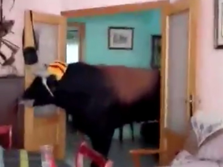 Во время испанской фиесты бык забежал в жилой дом и разрушил гостиную