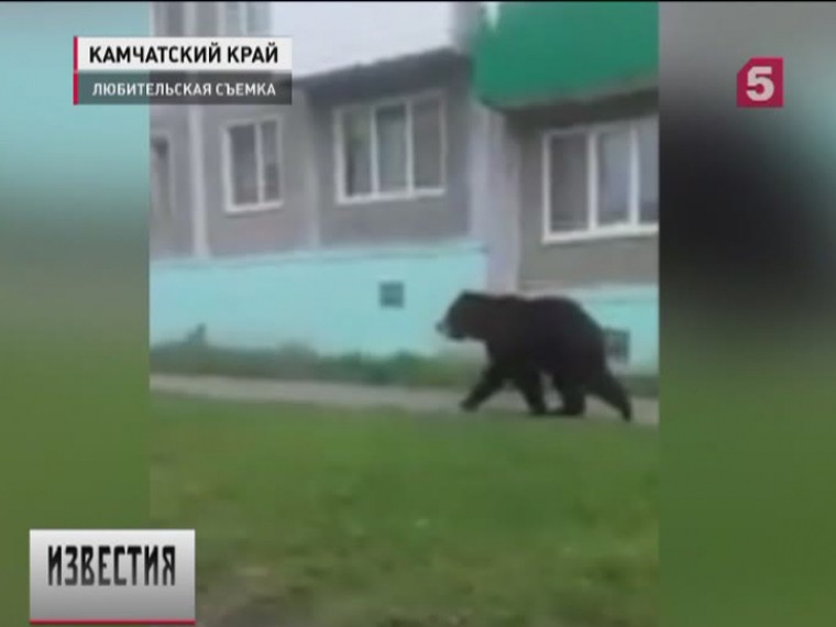 Очередной голодный медведь вышел к людям на Камчатке