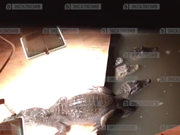 В Московской области зоозащитники спасли экзотических животных