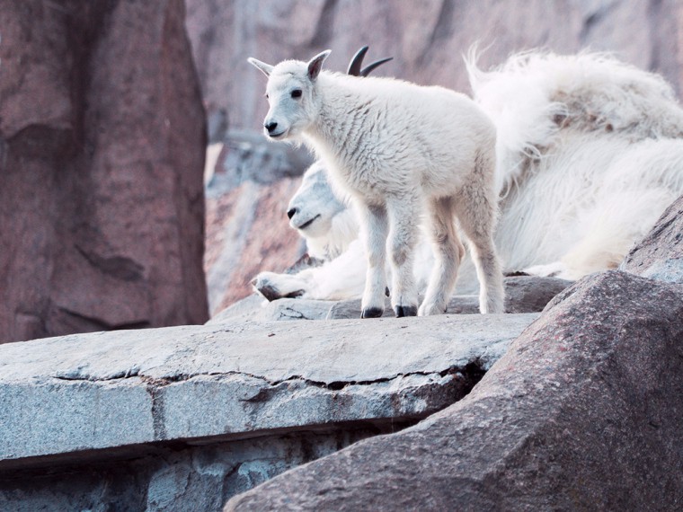 У снежных коз в Московском зоопарке пополнение