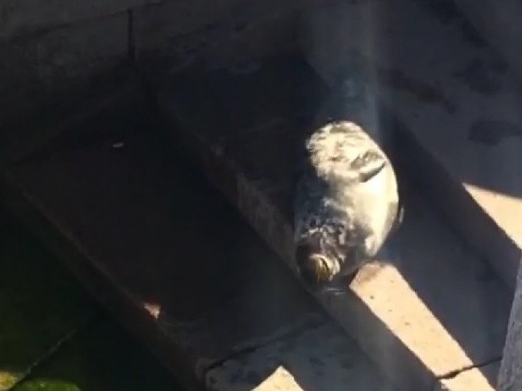 Операция по спасению тюленя у Троицкого моста в Петербурге — видео с места