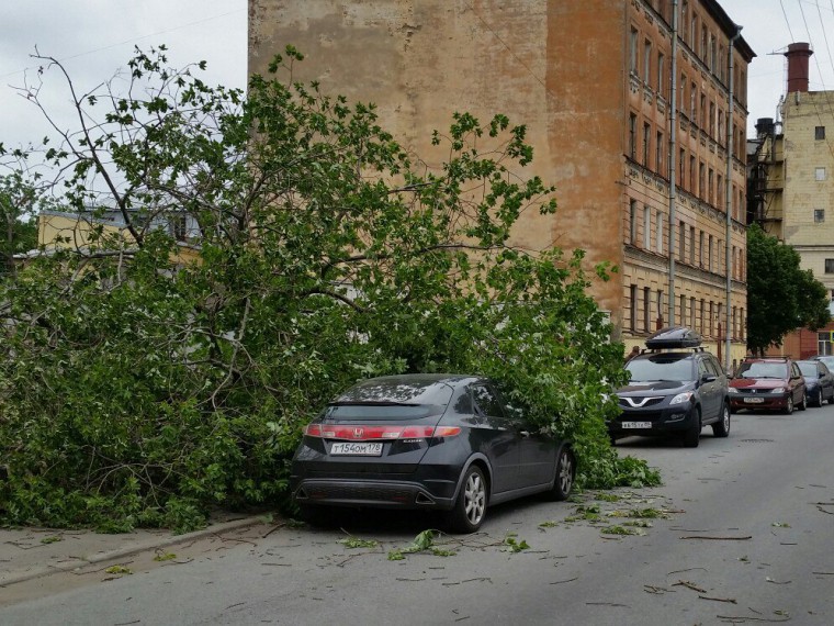 Дерево раздавило иномарку в Санкт-Петербурге