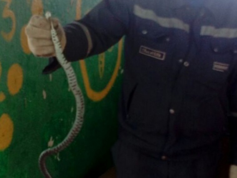 В детском саду в Липецке обнаружили змею