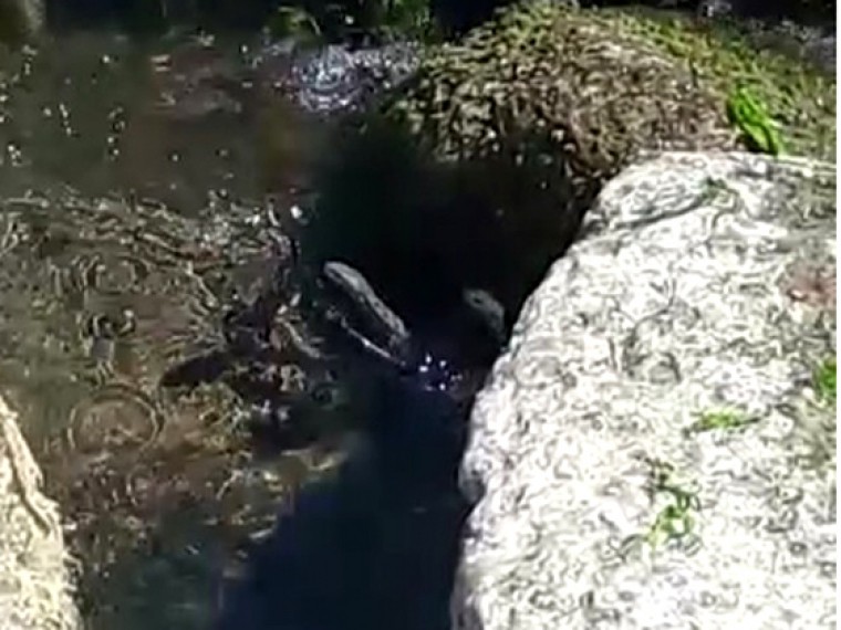 Из-за жары в Махачкале змеи приползли купаться на общественный пляж
