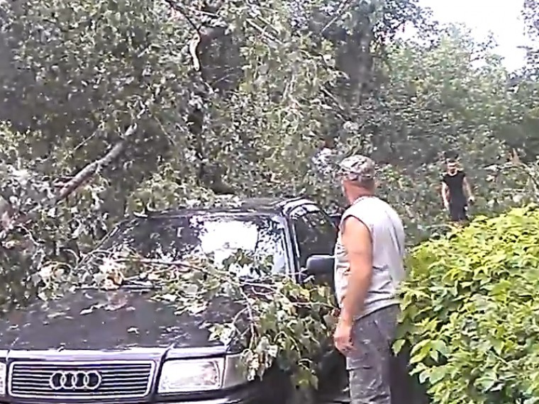 В Липецке дерево раздавило сразу два авто