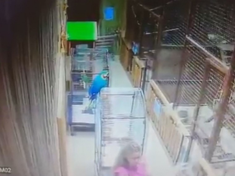 Агрессивный какаду атаковал женщину с ребенком в контактном зоопарке
