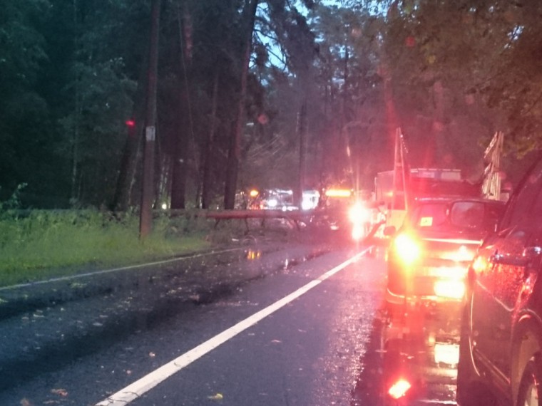 В Петербурге дерево рухнуло на проезжавшую машину