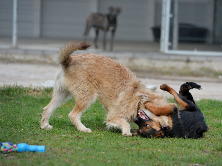 В Златоусте бойцовый пёс на глазах у хозяйки растерзал соседскую собаку