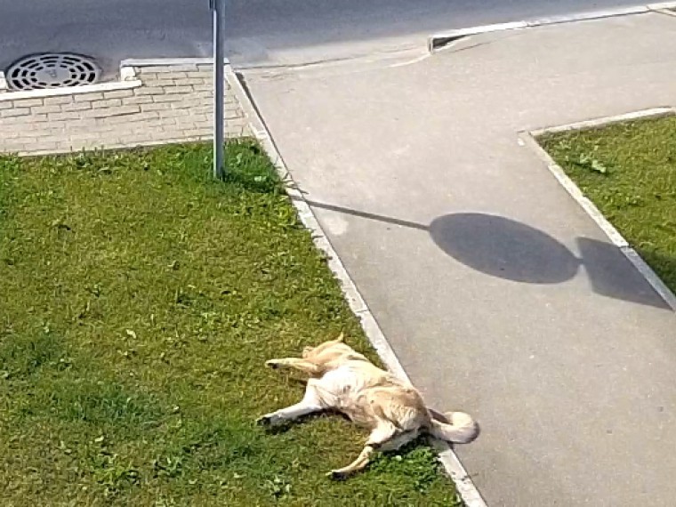 Жестокие догхантеры травят собак в Калужской области. Шокирующие кадры попали в объектив камеры наблюдения 18+
