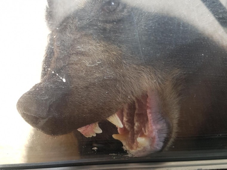 Канадец ударом в нос дал отпор медведю