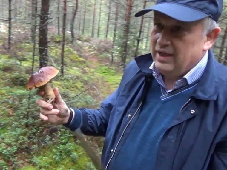«Сдаются партиями» — губернатор Дрозденко рассказал о грибных местах Ленобласти