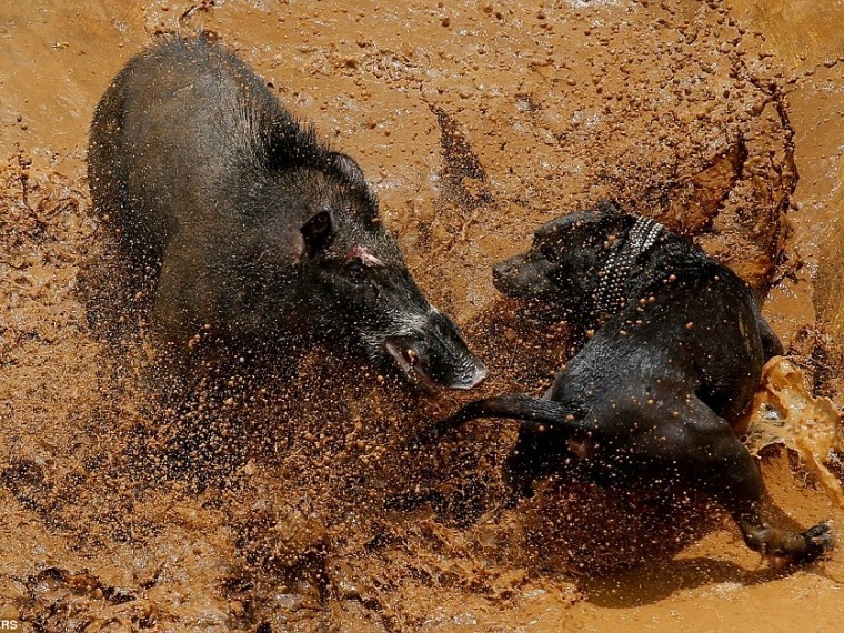 Собаки против кабанов — в Индонезии проводят животные бои насмерть
