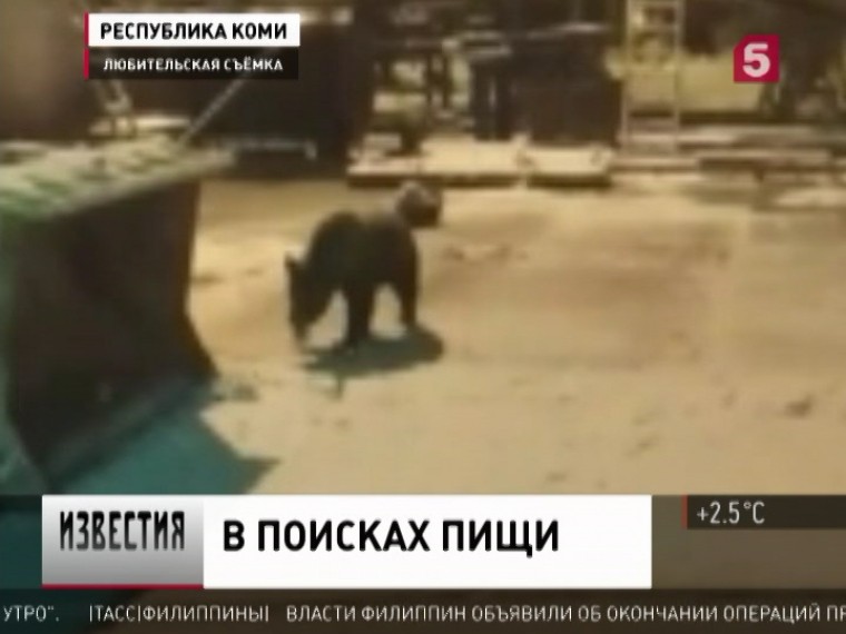 В Коми медведь оккупировал железнодорожный вокзал