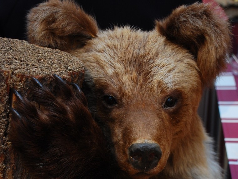 Пятый канал публикует списки отравившихся медвежьим мясом под Томском