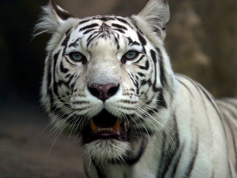 В Москве умерла 20-летняя белая тигрица