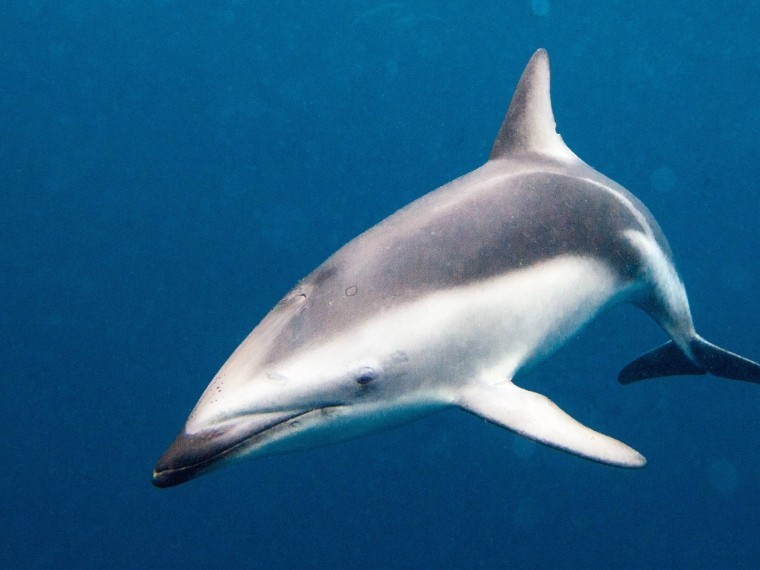 Зооактивисты озаботились правами дельфинов