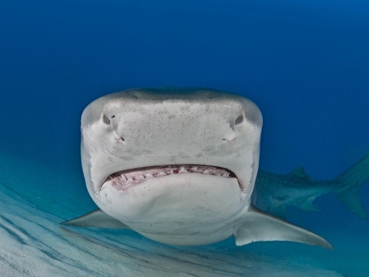 Тигровая акула растерзала бесстрашную туристку у побережья Коста-Рики