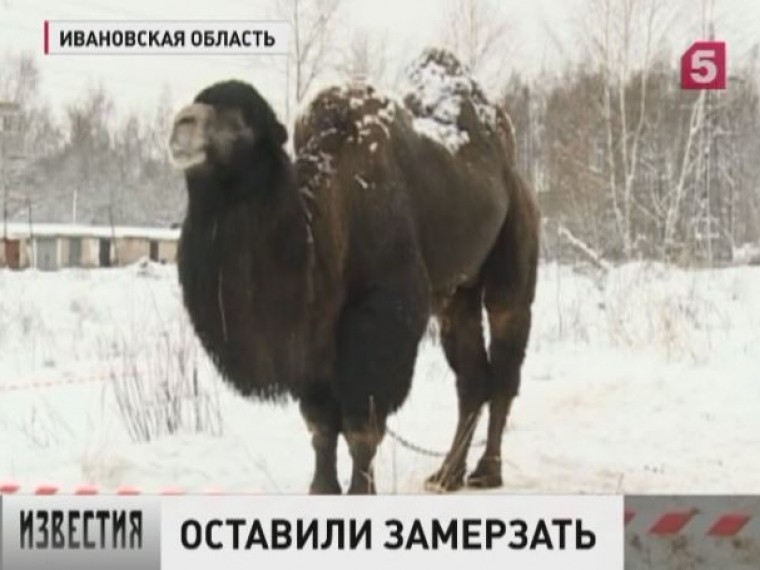 В Ивановской области цирк-шапито уехал, бросив животных гибнуть на морозе