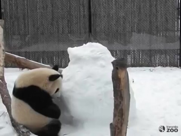 Новый хит YouTube: панды подрались со снеговиком в канадском зоопарке