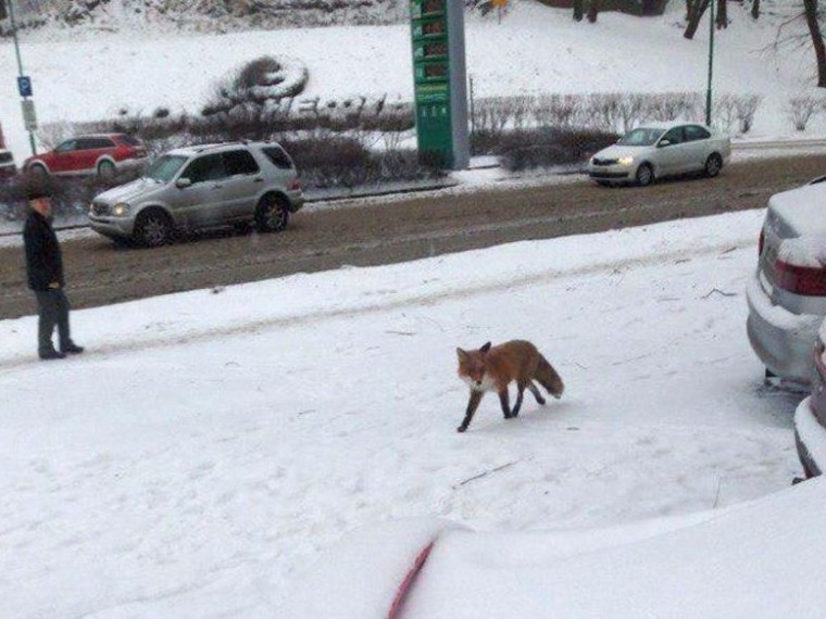 Голодная, замерзшая и хитренькая лисичка прибежала в центр Калининграда