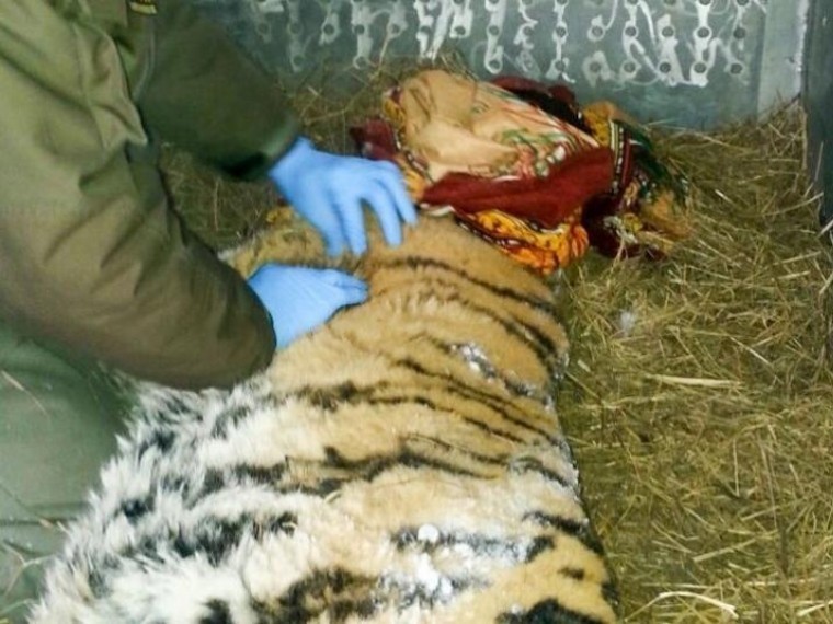 «Ветеринары сделали все» — умерла пойманная под Хабаровском тигрица